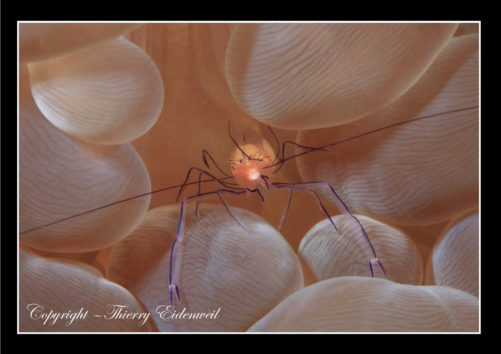 Anilao Macro Dive Media Highlight